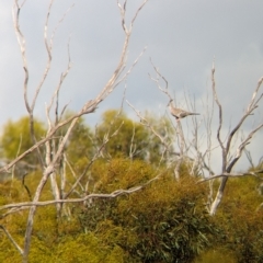 Ocyphaps lophotes at Ouyen, VIC - 26 Jan 2024