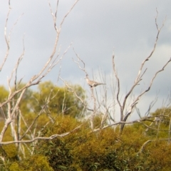 Ocyphaps lophotes at Ouyen, VIC - 26 Jan 2024