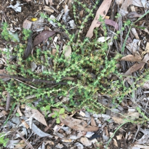 Paronychia brasiliana at Red Hill to Yarralumla Creek - 31 Jan 2024 12:52 PM