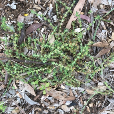 Paronychia brasiliana (Brazilian Whitlow) at Red Hill to Yarralumla Creek - 31 Jan 2024 by ruthkerruish