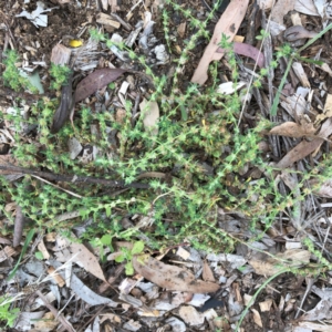 Paronychia brasiliana at Red Hill to Yarralumla Creek - 31 Jan 2024