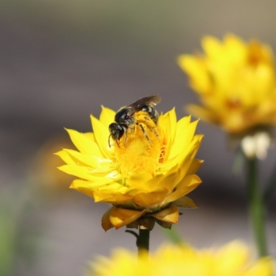 Lasioglossum (Chilalictus) sp. (genus & subgenus) (Halictid bee) at Cook, ACT - 27 Jan 2024 by Tammy