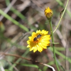 Lasioglossum (Chilalictus) sp. (genus & subgenus) at Mount Painter - 27 Jan 2024 12:09 PM