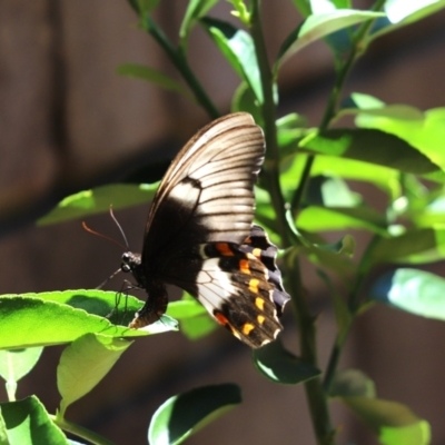 Papilio aegeus (Orchard Swallowtail, Large Citrus Butterfly) at Cook, ACT - 27 Jan 2024 by Tammy