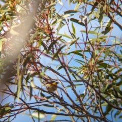 Pardalotus punctatus (Spotted Pardalote) at Ouyen, VIC - 25 Jan 2024 by Darcy