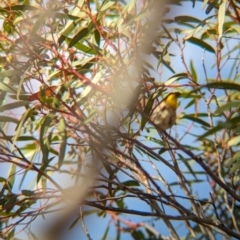 Pardalotus punctatus at Ouyen, VIC - 26 Jan 2024