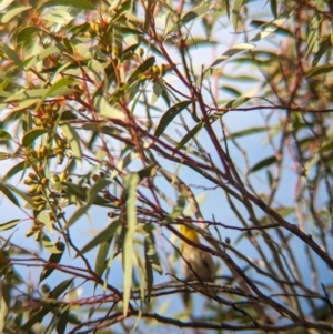 Pardalotus punctatus at Ouyen, VIC - 26 Jan 2024