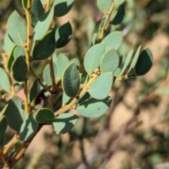 Acacia brachybotrya (Grey Mulga, Grey Wattle) at Ouyen, VIC - 26 Jan 2024 by Darcy