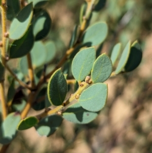 Acacia brachybotrya at Ouyen, VIC - 26 Jan 2024