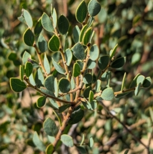 Acacia brachybotrya at Ouyen, VIC - 26 Jan 2024