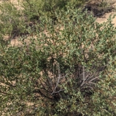 Acacia brachybotrya at Ouyen, VIC - 26 Jan 2024