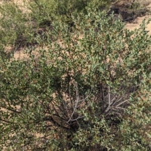 Acacia brachybotrya at Ouyen, VIC - 26 Jan 2024