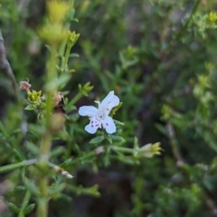 Westringia rigida (Stiff Westringia, Stiff Western Rosemary) at Ouyen, VIC - 26 Jan 2024 by Darcy