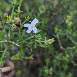 Westringia rigida at Ouyen, VIC - 26 Jan 2024