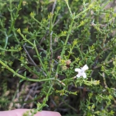 Westringia rigida at Ouyen, VIC - 26 Jan 2024 09:56 AM