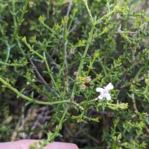 Westringia rigida at Ouyen, VIC - 26 Jan 2024