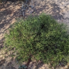 Westringia rigida at Ouyen, VIC - 26 Jan 2024