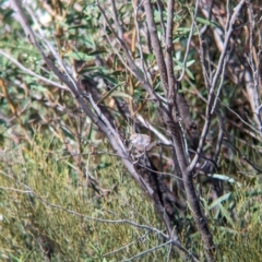 Acanthiza uropygialis (Chestnut-rumped Thornbill) at Ouyen, VIC - 25 Jan 2024 by Darcy