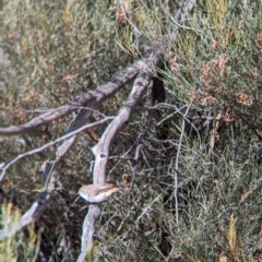 Acanthiza uropygialis at Ouyen, VIC - 26 Jan 2024