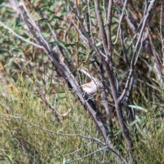 Acanthiza uropygialis at Ouyen, VIC - 26 Jan 2024