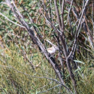 Acanthiza uropygialis at Ouyen, VIC - 26 Jan 2024