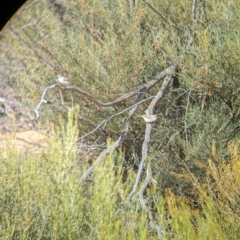 Acanthiza uropygialis at Ouyen, VIC - 26 Jan 2024