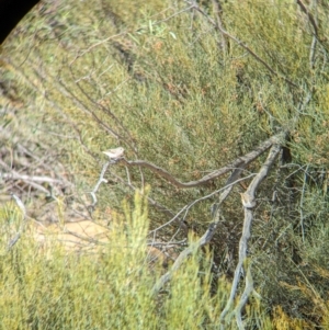 Acanthiza uropygialis at Ouyen, VIC - 26 Jan 2024