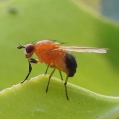 Rhagadolyra magnicornis (Lauxaniid fly) at Lions Youth Haven - Westwood Farm - 30 Jan 2024 by HelenCross