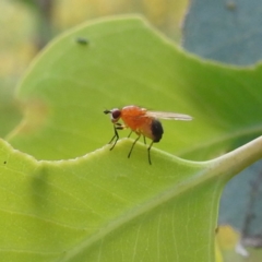 Rhagadolyra magnicornis at Lions Youth Haven - Westwood Farm A.C.T. - 31 Jan 2024