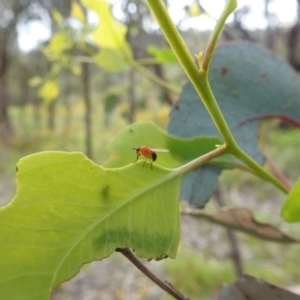 Rhagadolyra magnicornis at Lions Youth Haven - Westwood Farm A.C.T. - 31 Jan 2024