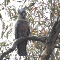 Callocephalon fimbriatum (Gang-gang Cockatoo) at Lions Youth Haven - Westwood Farm - 30 Jan 2024 by HelenCross