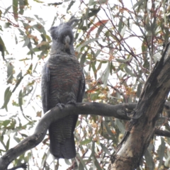 Callocephalon fimbriatum (Gang-gang Cockatoo) at Lions Youth Haven - Westwood Farm A.C.T. - 30 Jan 2024 by HelenCross