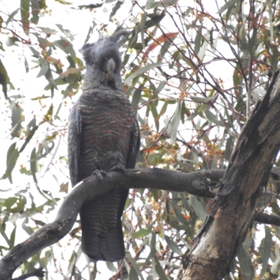 Callocephalon fimbriatum (Gang-gang Cockatoo) at Kambah, ACT - 30 Jan 2024 by HelenCross