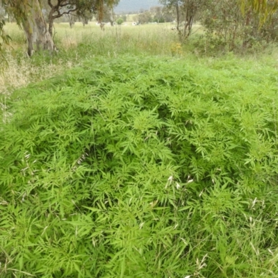 Bidens subalternans (Greater Beggars Ticks) at Lions Youth Haven - Westwood Farm A.C.T. - 31 Jan 2024 by HelenCross