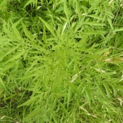 Bidens subalternans at Lions Youth Haven - Westwood Farm A.C.T. - 31 Jan 2024