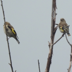 Carduelis carduelis (European Goldfinch) at Kambah, ACT - 30 Jan 2024 by HelenCross