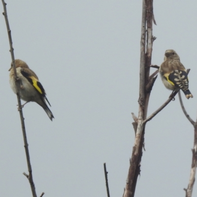 Carduelis carduelis (European Goldfinch) at Kambah, ACT - 30 Jan 2024 by HelenCross