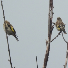 Carduelis carduelis (European Goldfinch) at Lions Youth Haven - Westwood Farm - 30 Jan 2024 by HelenCross