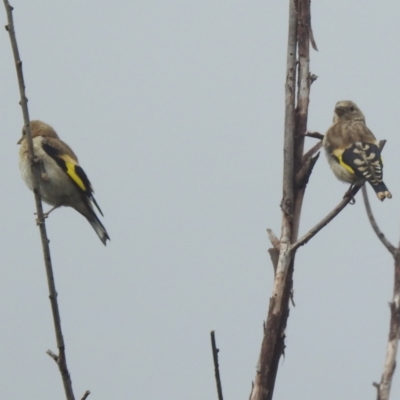 Carduelis carduelis (European Goldfinch) at Lions Youth Haven - Westwood Farm - 30 Jan 2024 by HelenCross