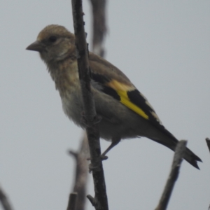 Carduelis carduelis at Lions Youth Haven - Westwood Farm A.C.T. - 31 Jan 2024 09:37 AM