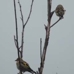 Carduelis carduelis at Lions Youth Haven - Westwood Farm A.C.T. - 31 Jan 2024 09:37 AM