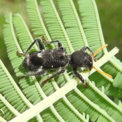 Trogodendron fasciculatum (Yellow-horned Clerid) at Lions Youth Haven - Westwood Farm - 31 Jan 2024 by HelenCross