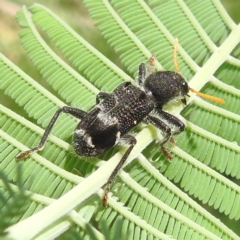 Trogodendron fasciculatum at Lions Youth Haven - Westwood Farm - 31 Jan 2024