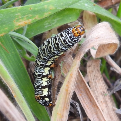 Phalaenoides tristifica (Willow-herb Day-moth) at Lions Youth Haven - Westwood Farm A.C.T. - 30 Jan 2024 by HelenCross