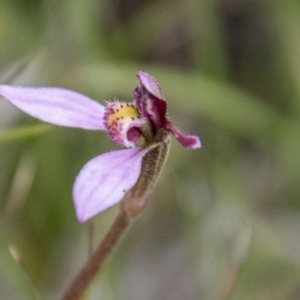 Eriochilus magenteus at Namadgi National Park - suppressed