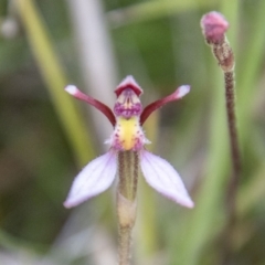 Eriochilus magenteus at Namadgi National Park - suppressed