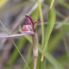 Eriochilus magenteus at Namadgi National Park - suppressed