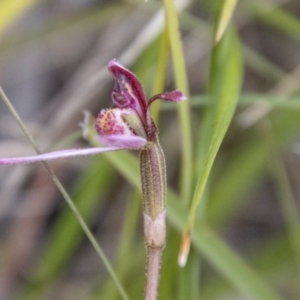 Eriochilus magenteus at Namadgi National Park - 24 Jan 2024