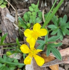 Ranunculus lappaceus (Australian Buttercup) at Barrington Tops National Park - 18 Dec 2023 by Tapirlord