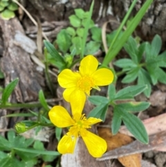 Ranunculus lappaceus (Australian Buttercup) at Gloucester Tops, NSW - 18 Dec 2023 by Tapirlord